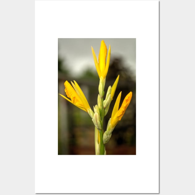 oli daffodils Wall Art by pcfyi